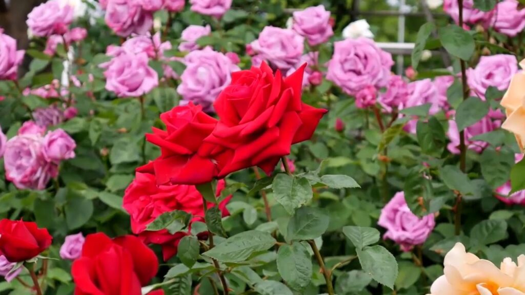 ooty rose garden