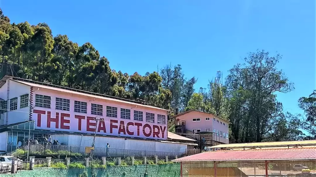 tea museum